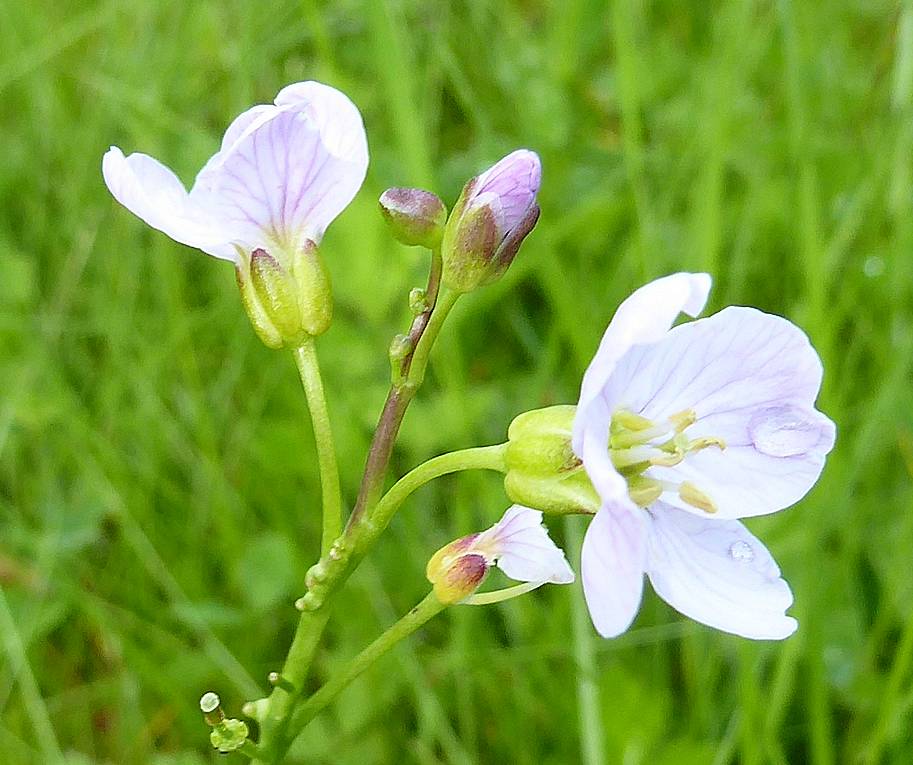 Cuckoo flower