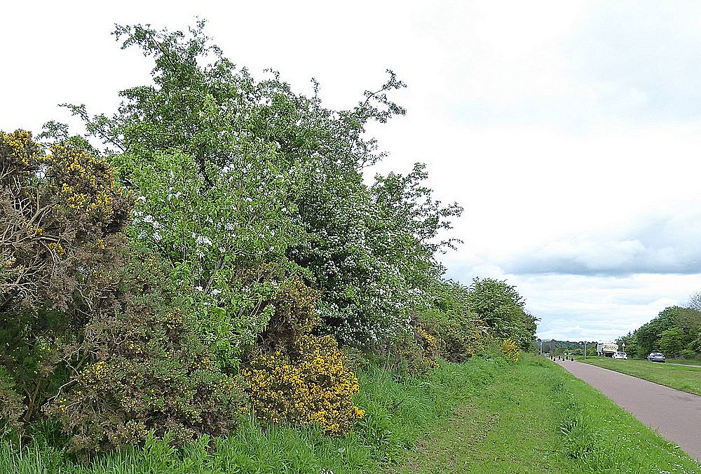 Hawthorn and Gorse