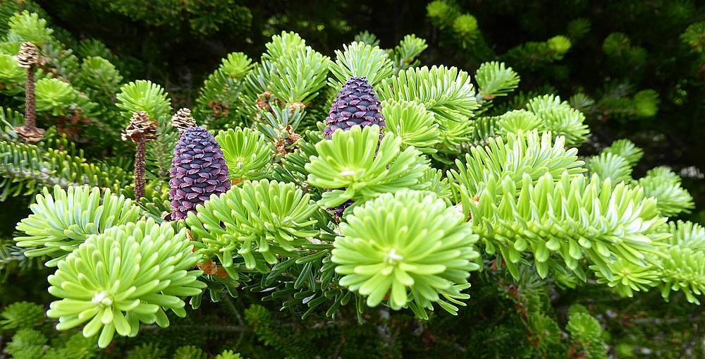 Korean Fir
