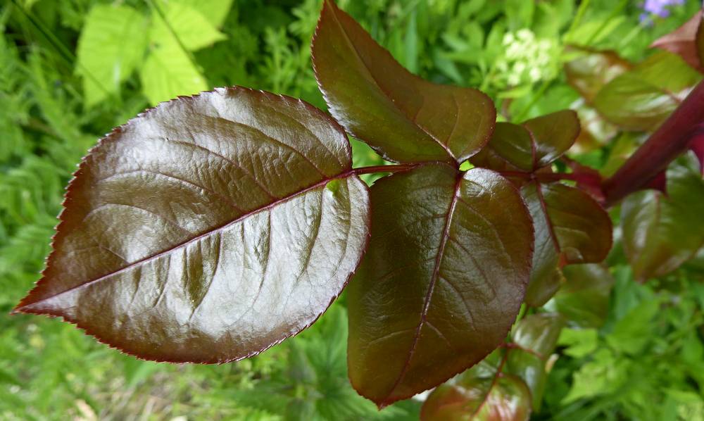 Dark Red Leaves of a growing rose branchr