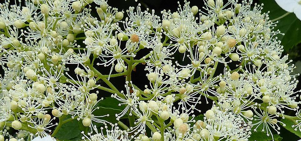 Close up of web of buds on Climbing Hydrangea