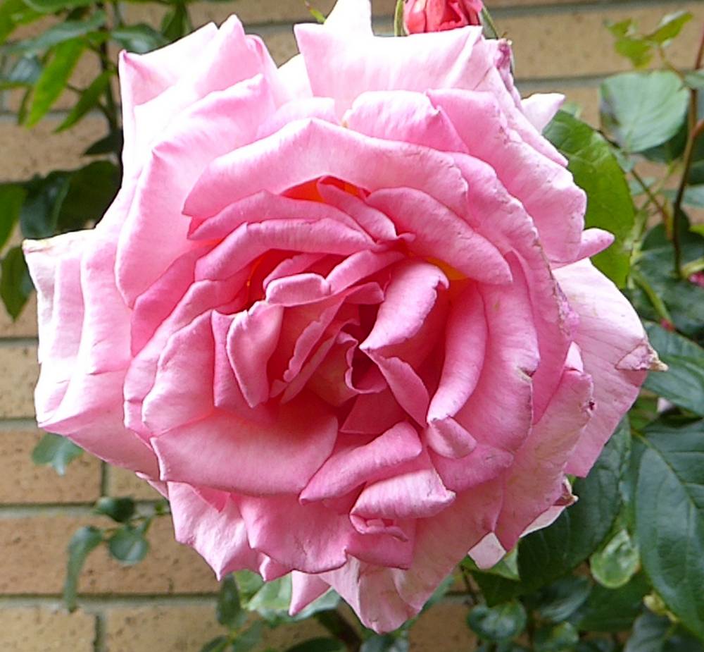 Pink Cultivated Rose