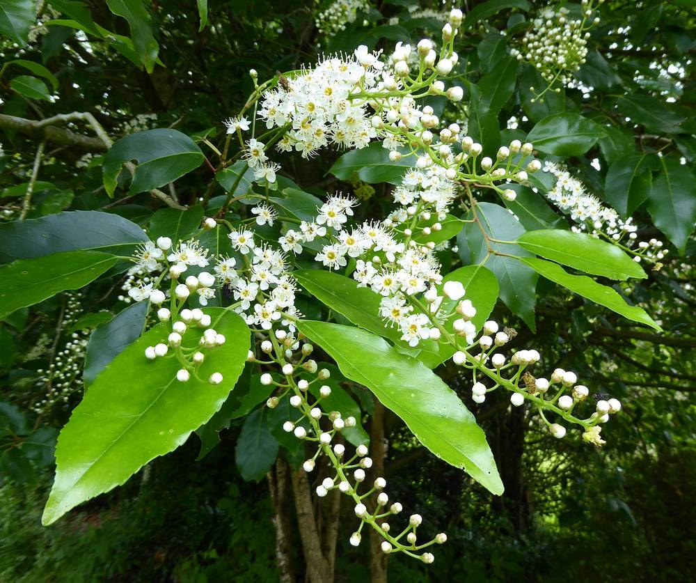 Portuguese Laurel blossom