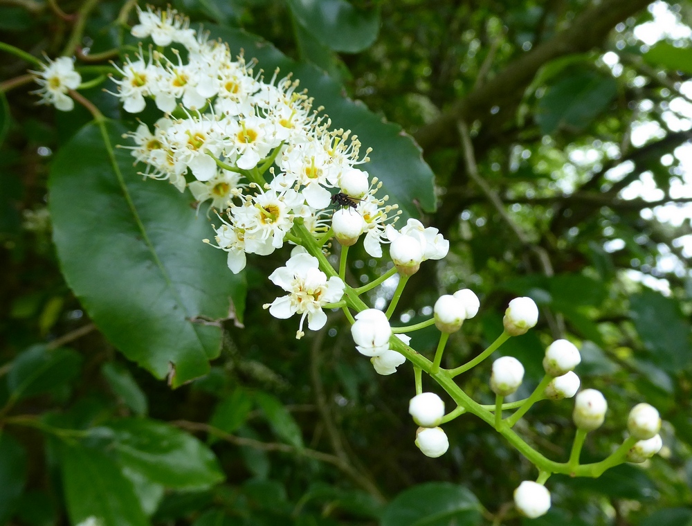 Portuguese Laurel blossom