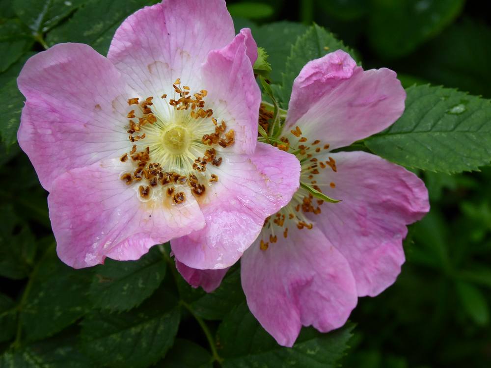 Wild Roses