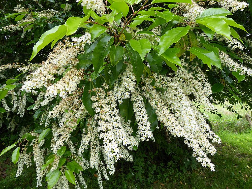 Portuguese Laurel blossom.