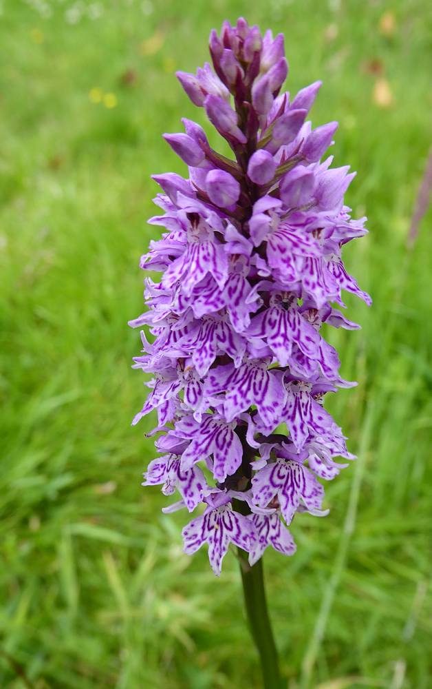 Common Spotted Orchid