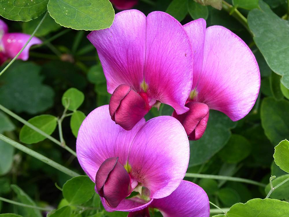 Everlasting Sweet Pea 1