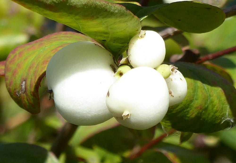 Snowberries