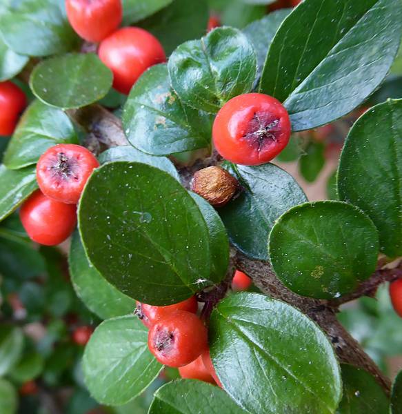 Cotoneaster bullatus berries
