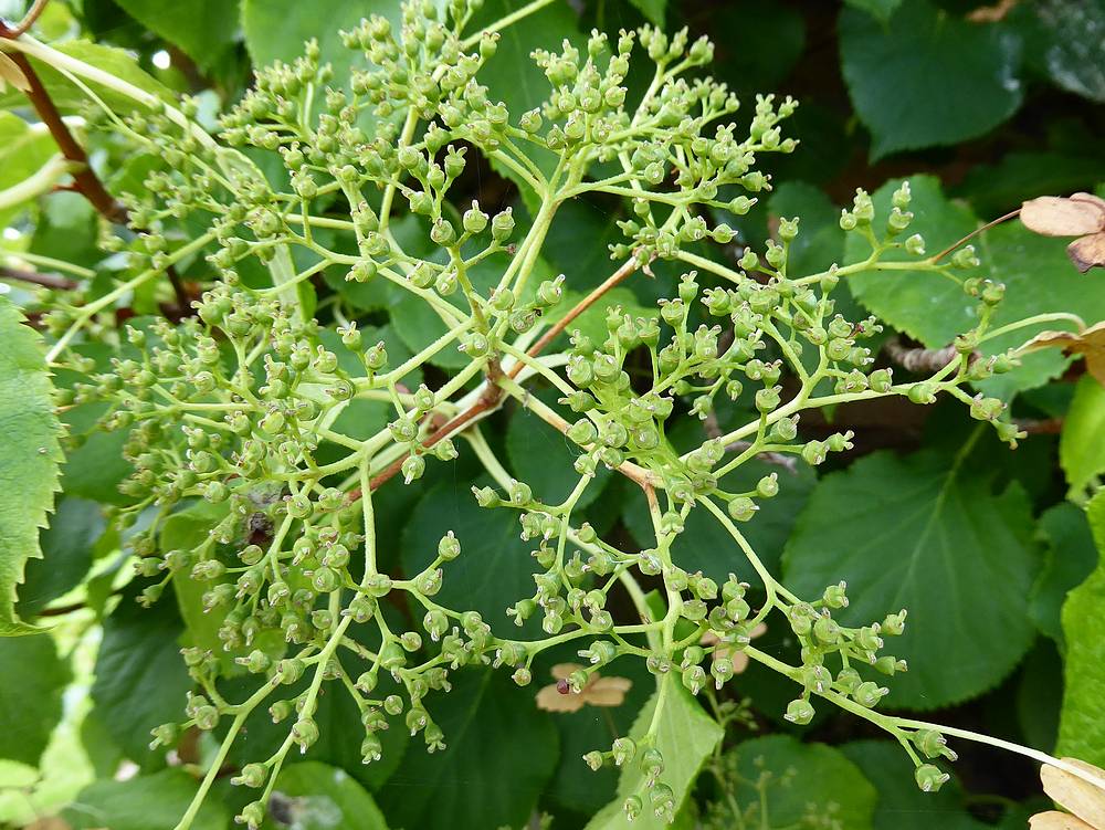 Web of branches of climbing hydrangea