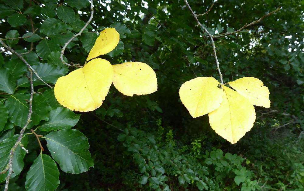 Two bright yellow leaves of a blackthorn against dark green beech leaves