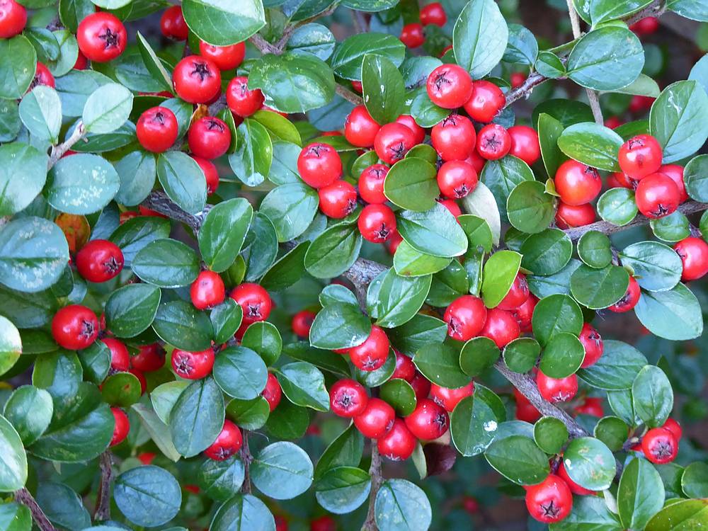 Cotoneaster berries