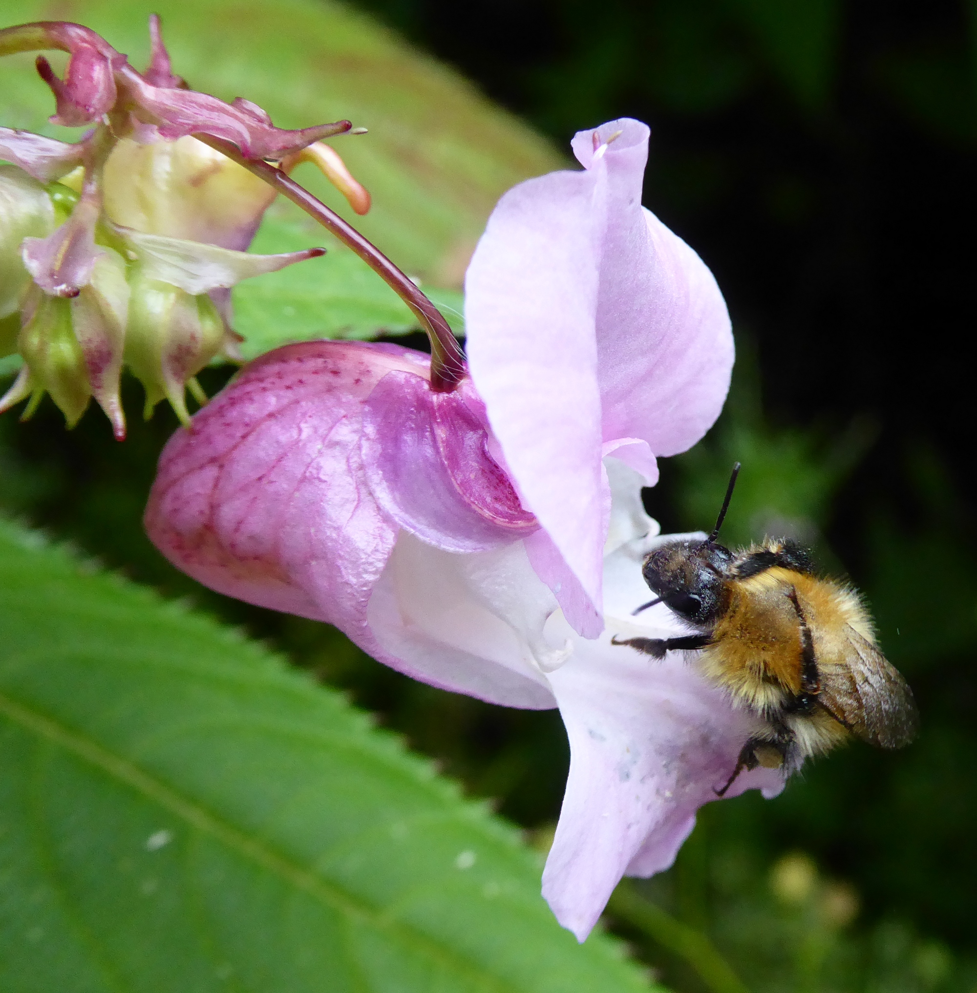 Himalayan Balsam flower with bee. Date of Photo; 14th August 2023.