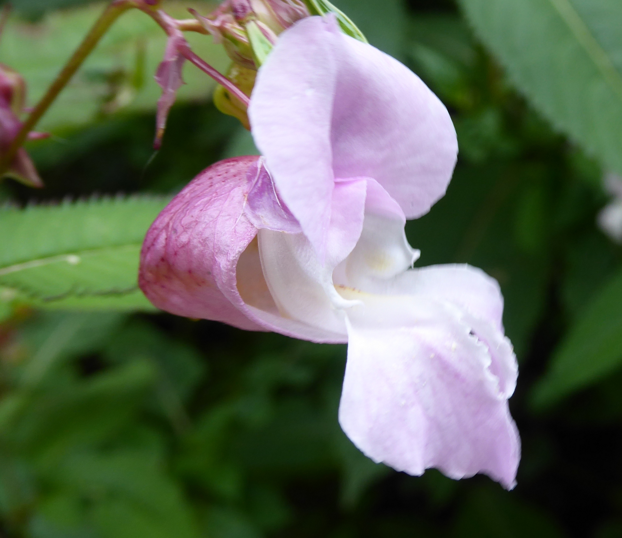 Himalayan Balsam flower. Date of Photo; 14th August 2023.