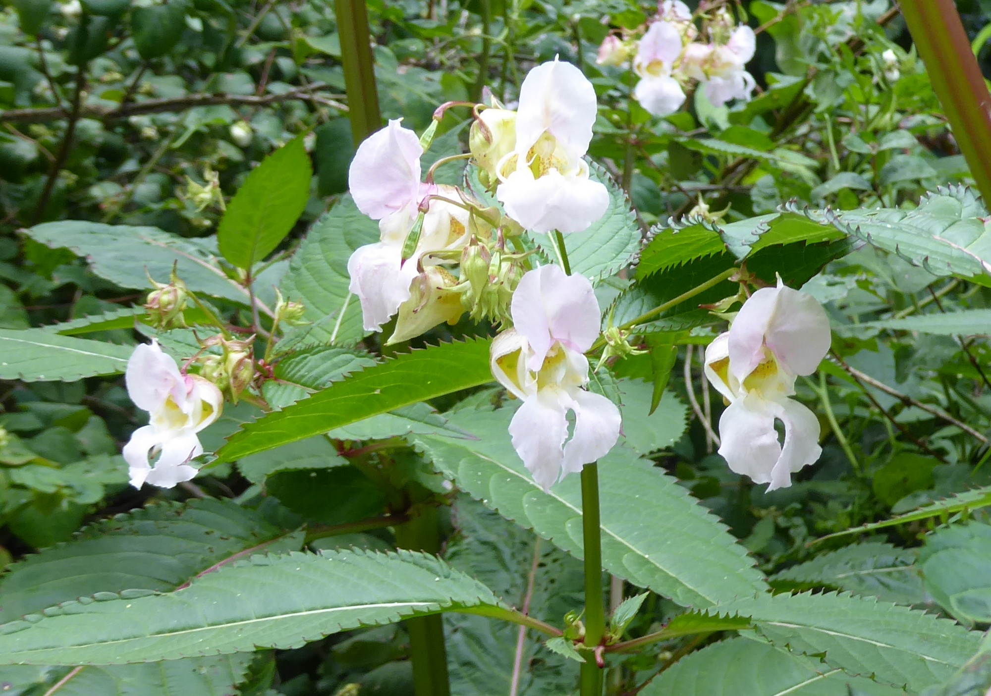 Himalayan Balsam flower. Date of Photo; 14th August 2023.