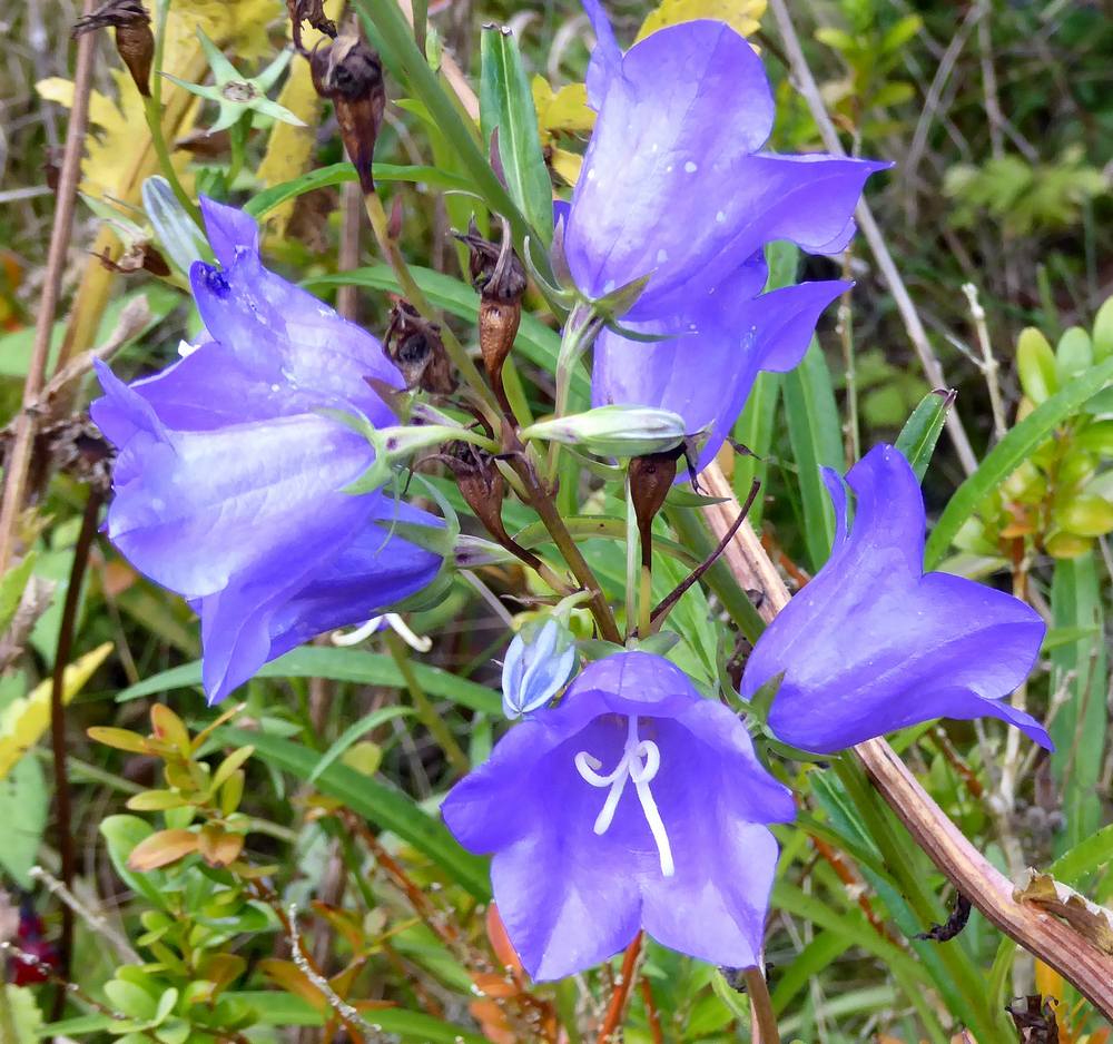 Blue Campagnula flower. Date of Photo; 24th August 2023.