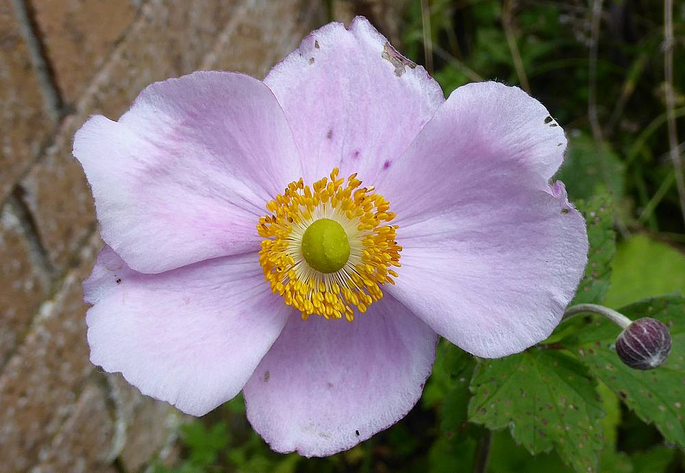 Japanese Anemone. Date of Photo; 24th August 2023.
