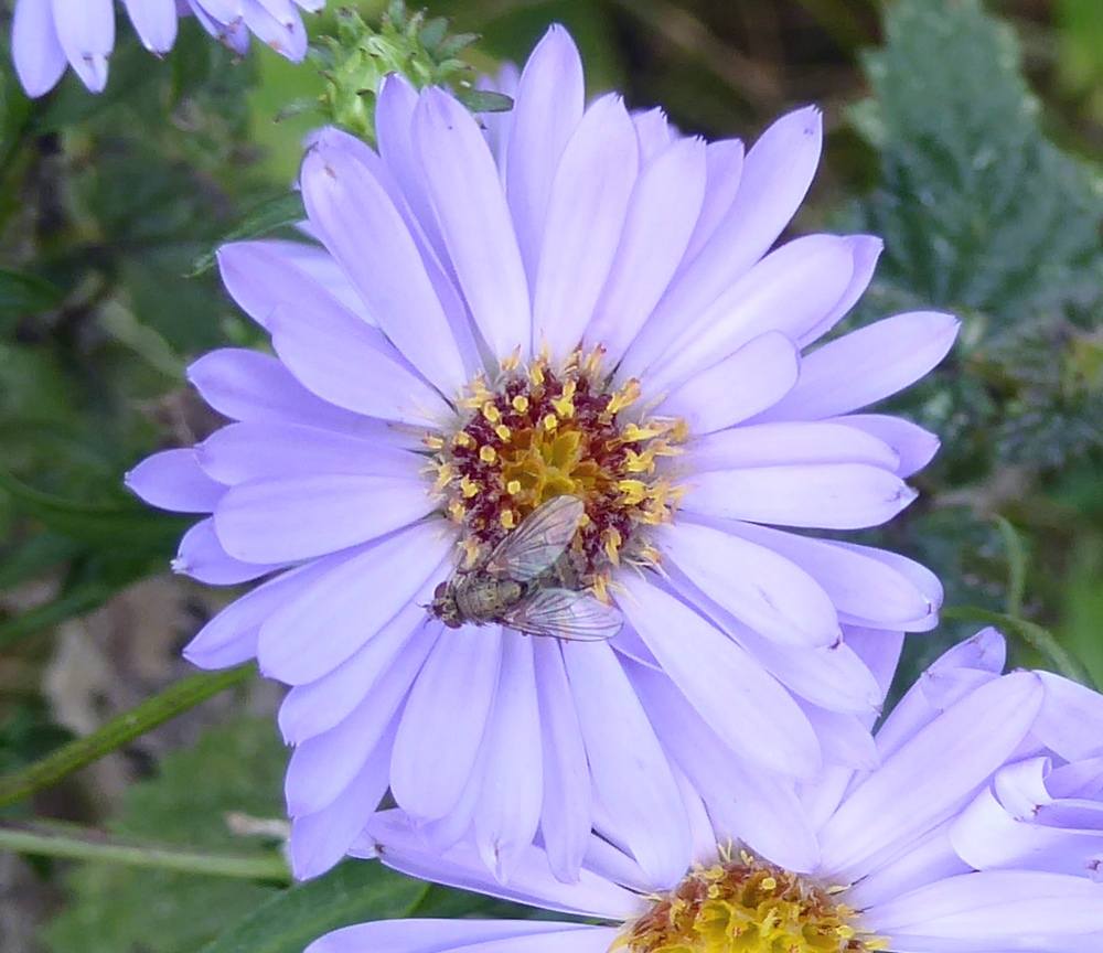 Michaelmas Daisy with fly. Date of Photo; 12th September 2023.
