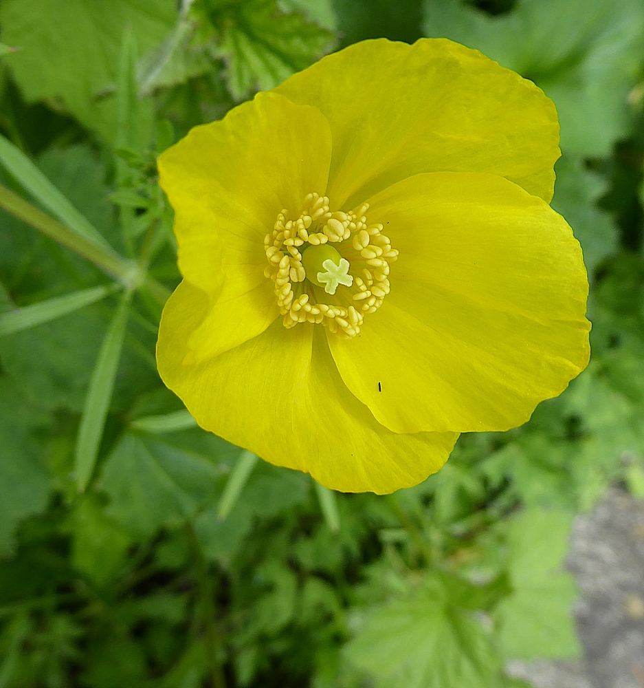 IcelandPoppy