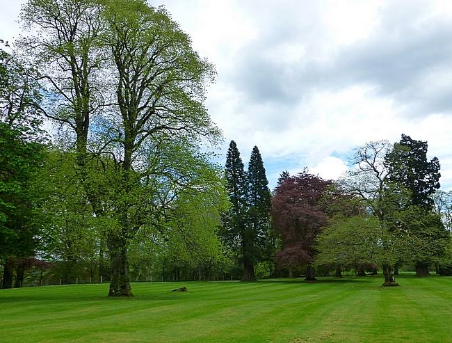 Mature trees at Auchlochan