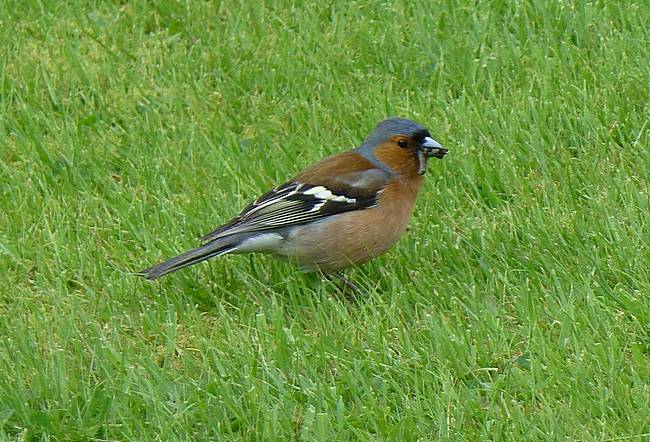 Chaffinch