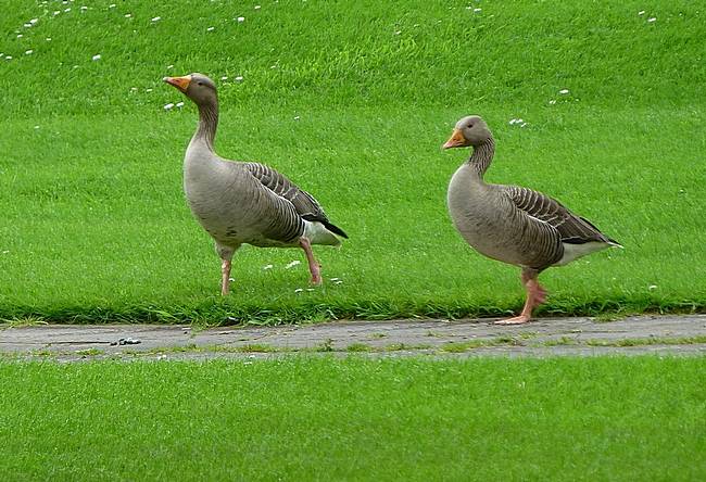 Geese at Auchlochan