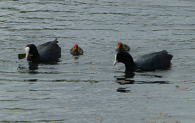 Coot family