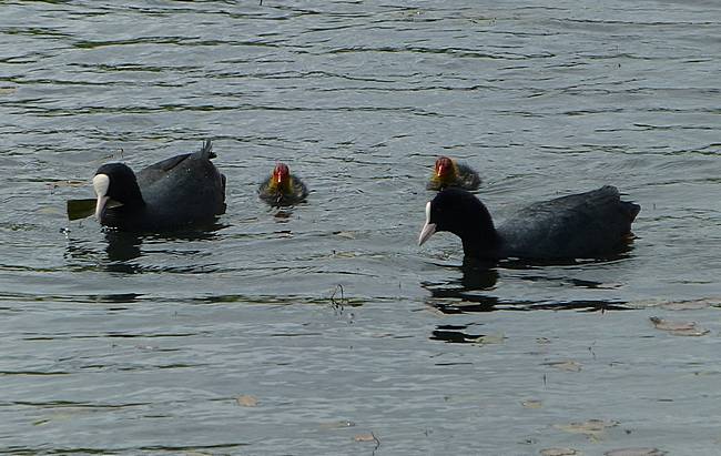 Coot family