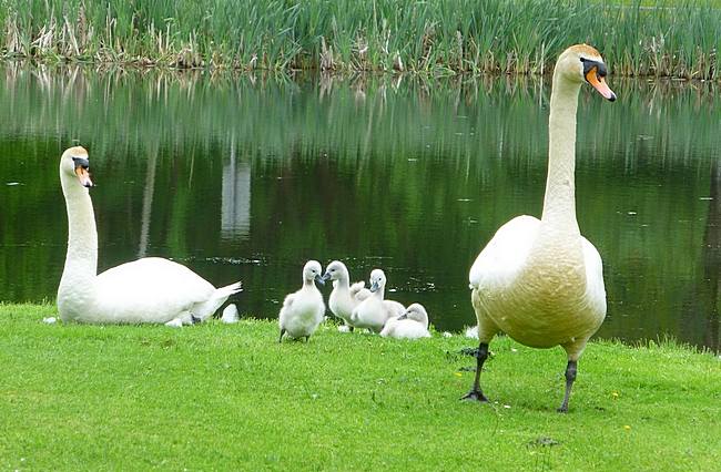 Swan family