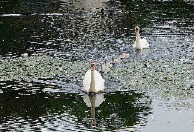Swans in formation