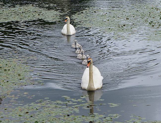 Swans in formation