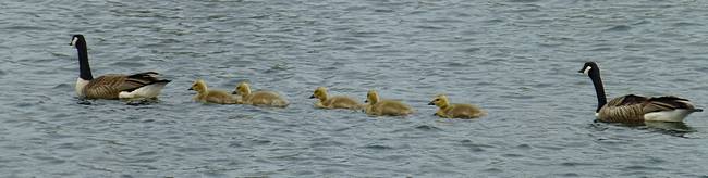 Canada geese with goslings