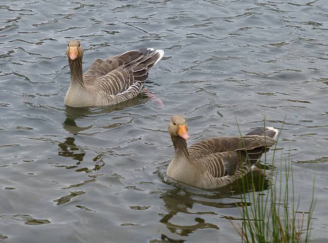 Greylag geese