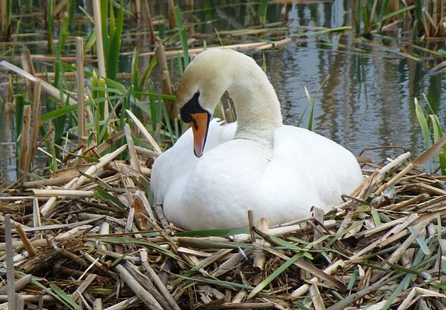 Swan on nest