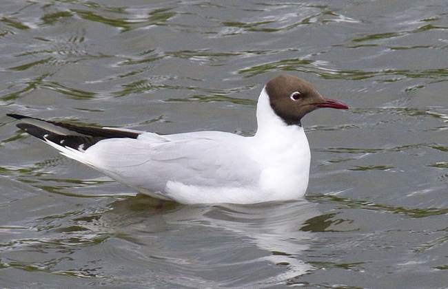 Black-headed gull