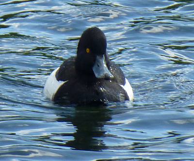 Tufted duck