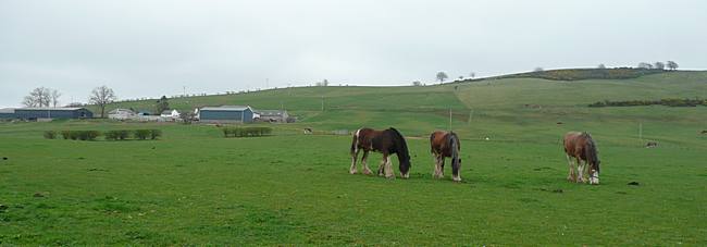 Dillars Clydesdale Stud Farm at Dillarburn