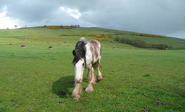 Clydesdale Mare and Dillar Hill at Dillarburn