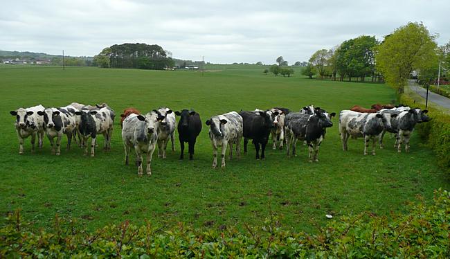 Cattle at Auchren Farm, Devonburn