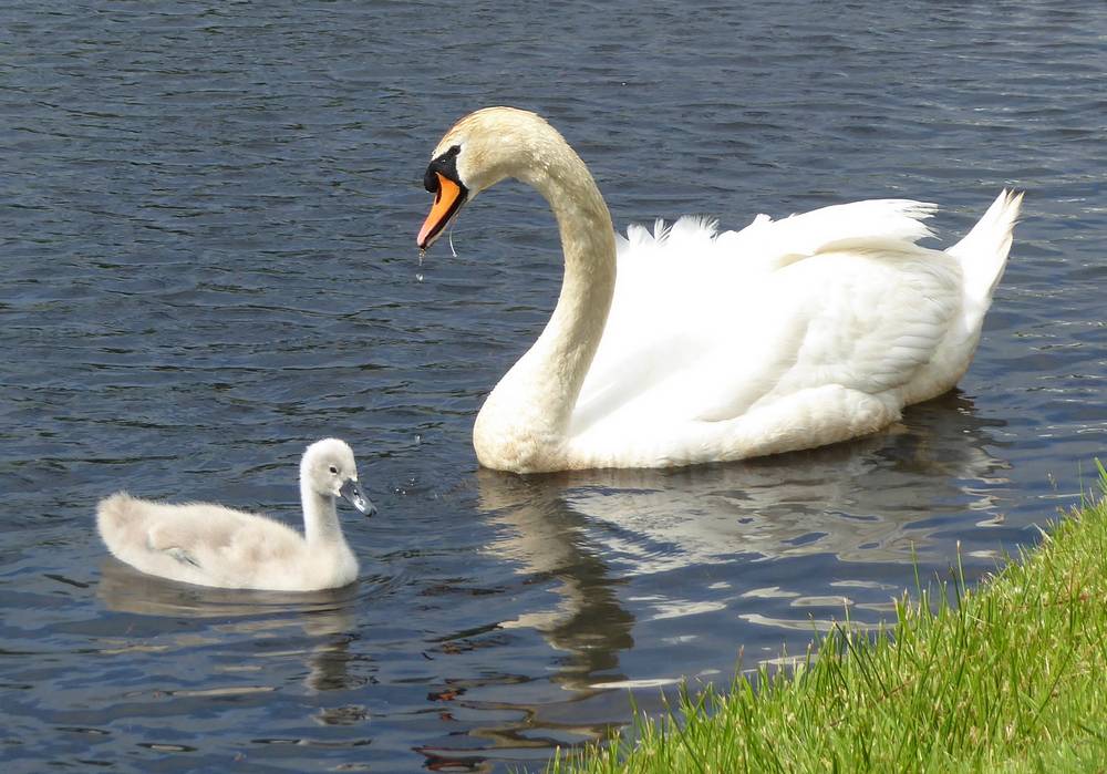 Swan and cygnet at Auchlochan. 13th June.