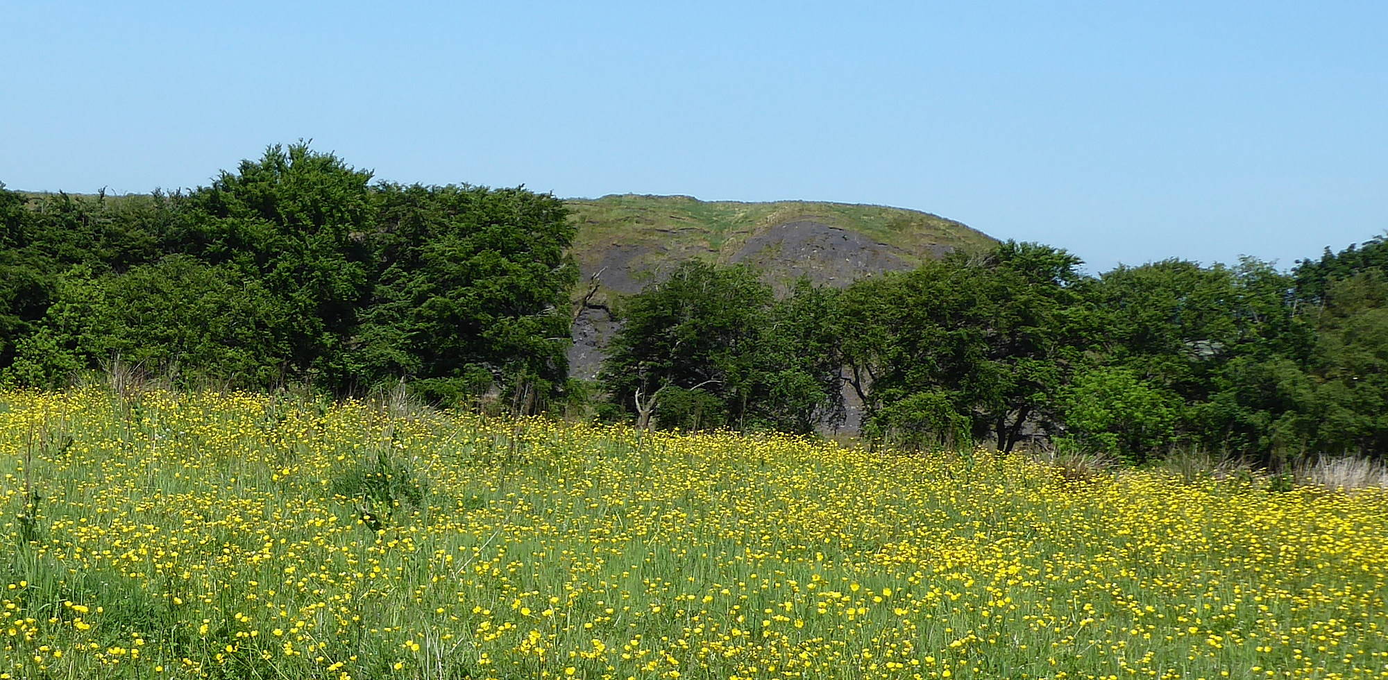 View of buttercup field with Bellfield Bing in the background (taken from Bellfield Road). 5th June 2018.