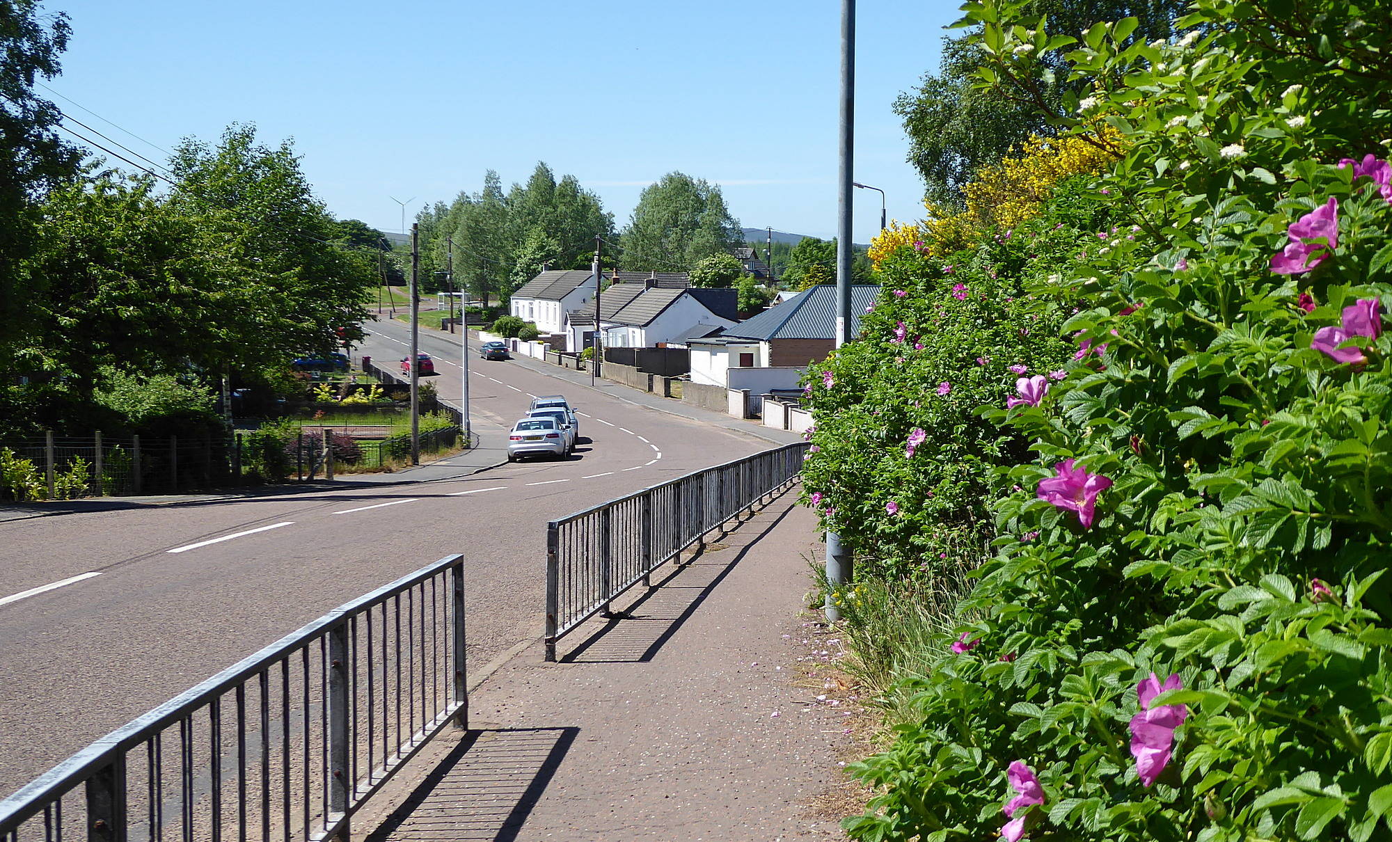 Bellfield Road with colour from Rosa Rugosa and Broom. 5th June 2018.