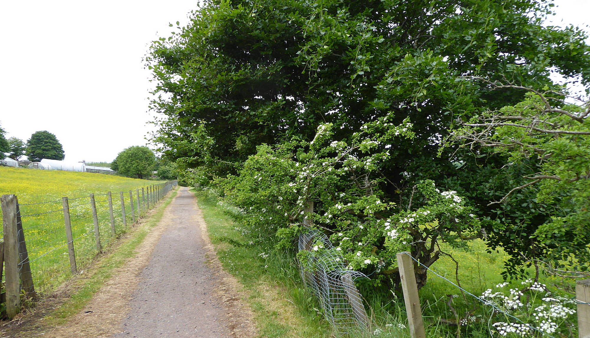 Along path to Braehead Road. 8th June 2018