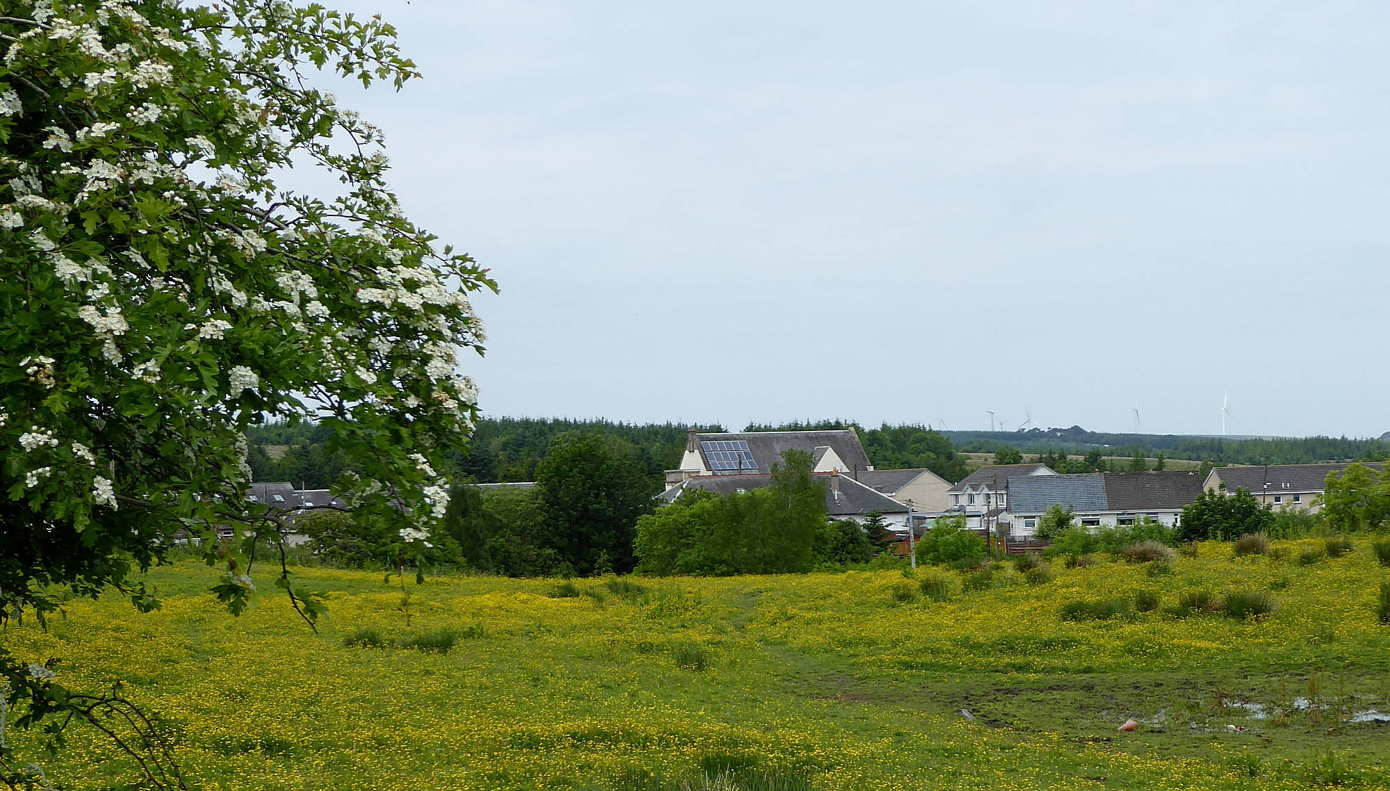 View from path of Miners' Welfare Building across buttercup field. 8th June 2018