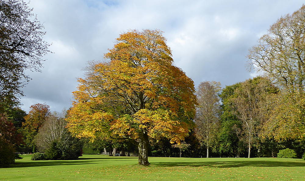 Autumn Colour at Auchlochan. Date: 4th Oct 2018