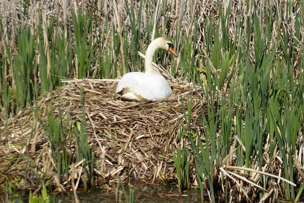 Swan on nest, Auchlochan