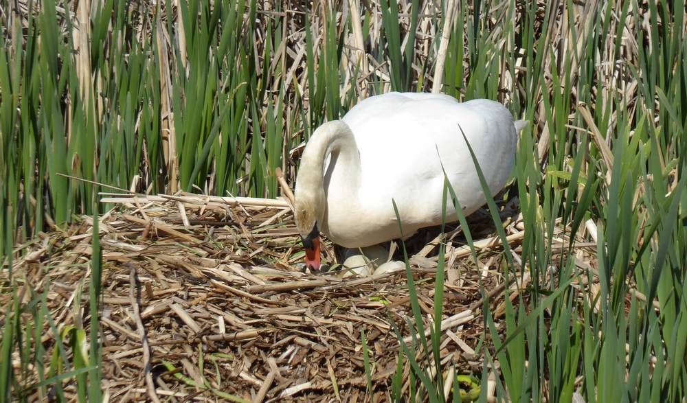 Swan on nest turning eggs, Auchlochan