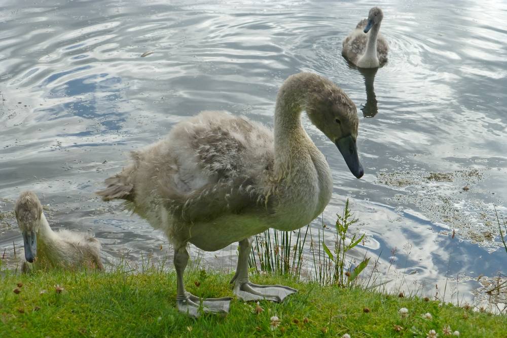 Grown cygnets, Auchlochan