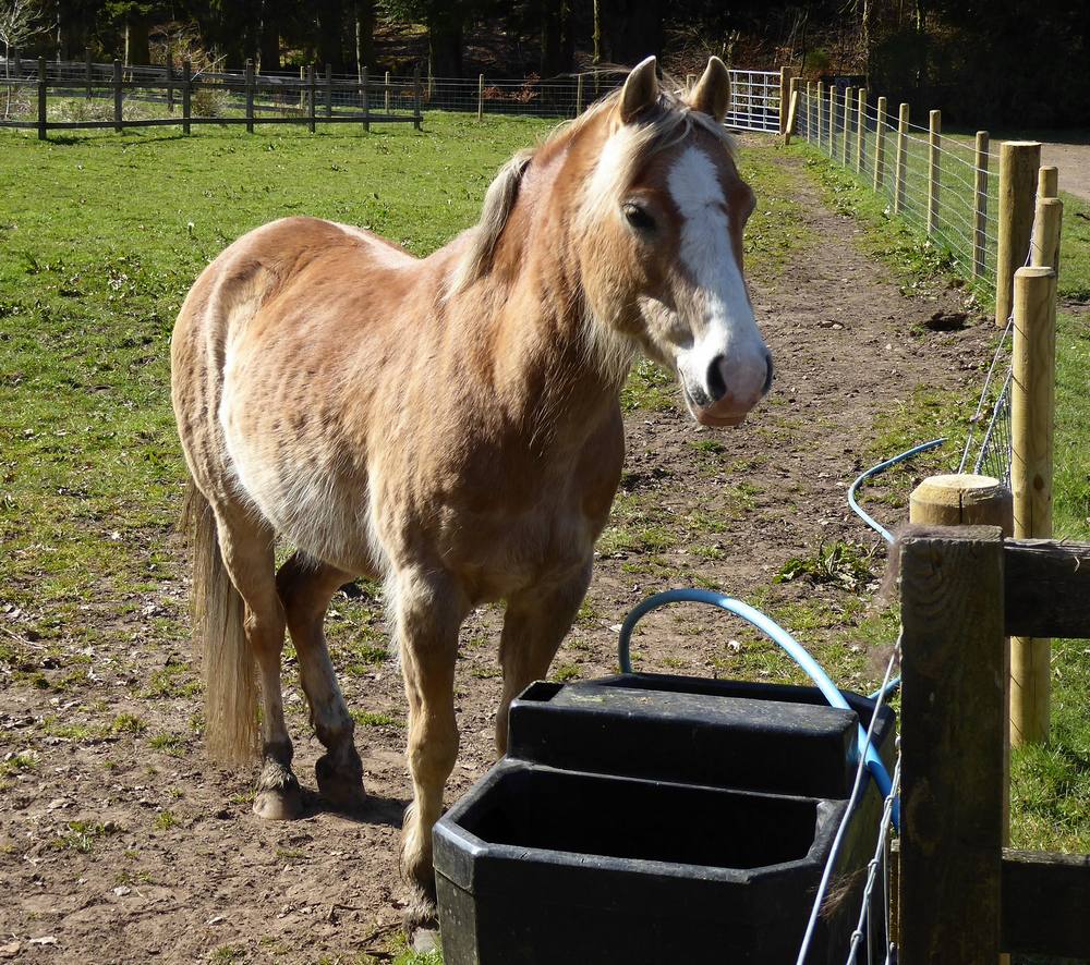 Horse at Stockbriggs